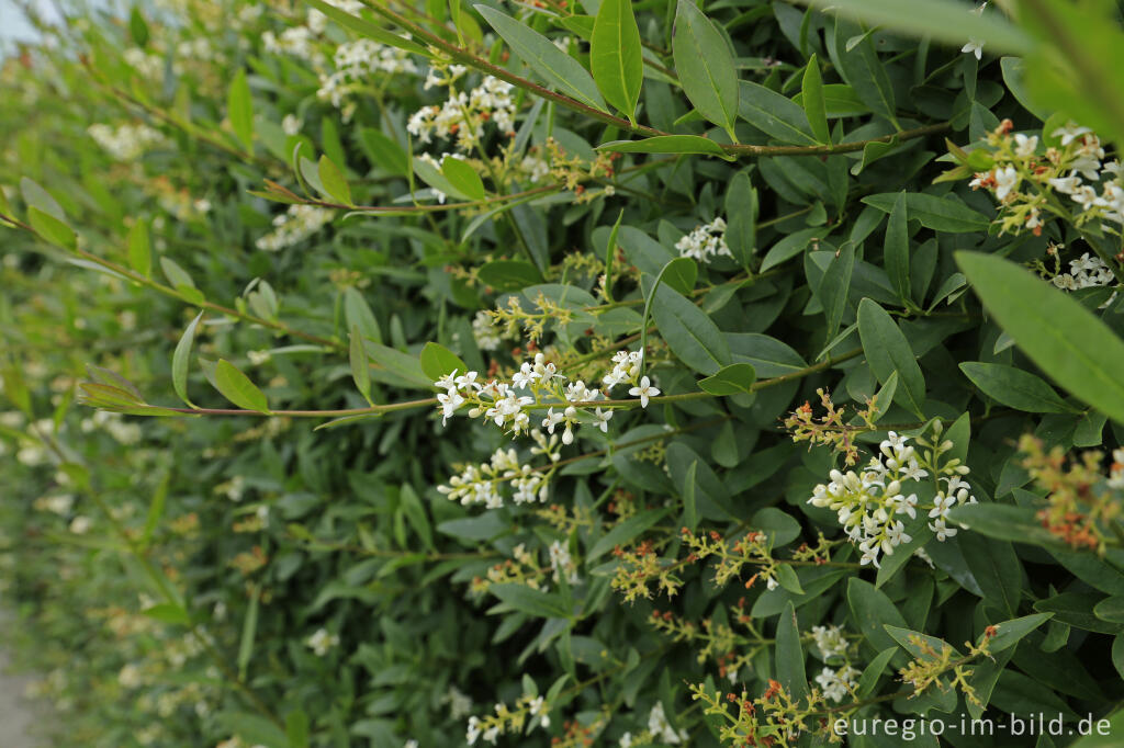 Detailansicht von Gewöhnlicher Liguster, Ligustrum vulgare