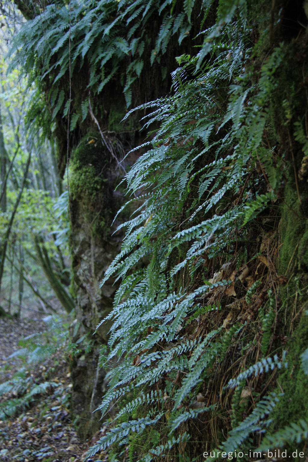 Detailansicht von Gewöhnlicher Tüpfelfarn, Polypodium vulgare, an einer Felswand, Salmtal