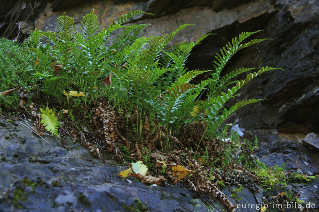 Detailansicht von Gewöhnlicher Tüpfelfarn, Polypodium vulgare, im Liesertal, Vulkaneifel