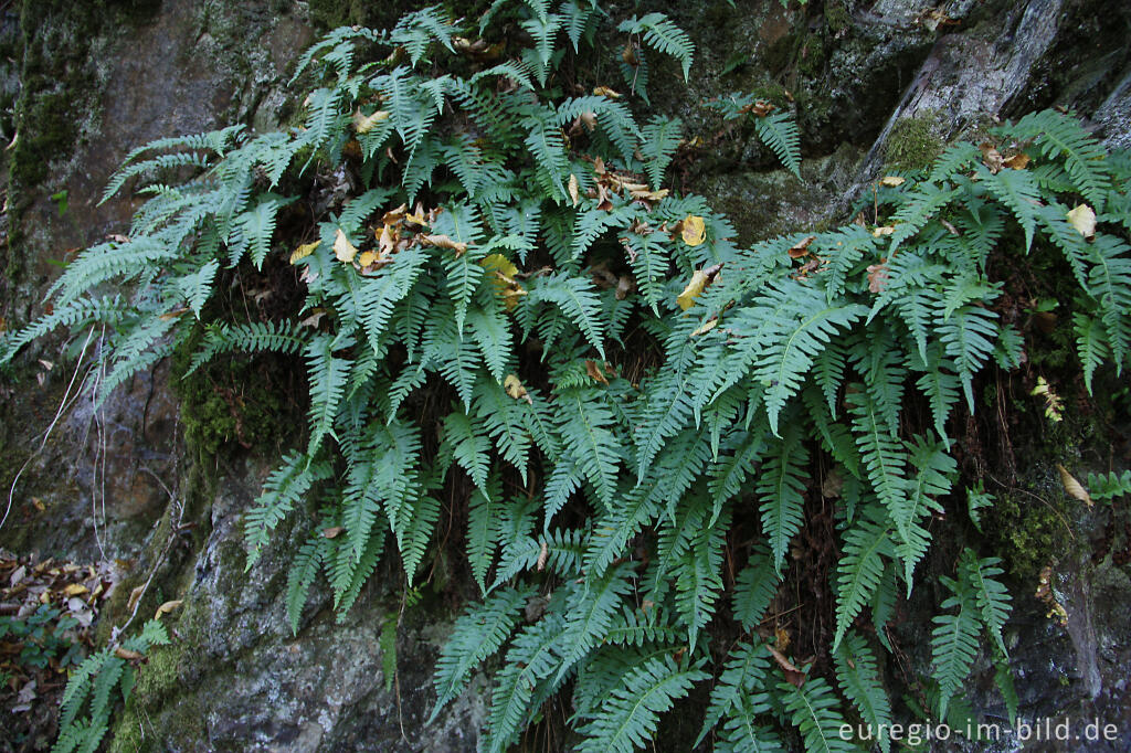 Gewöhnlicher Tüpfelfarn, Polypodium vulgare, im Liesertal, Vulkaneifel