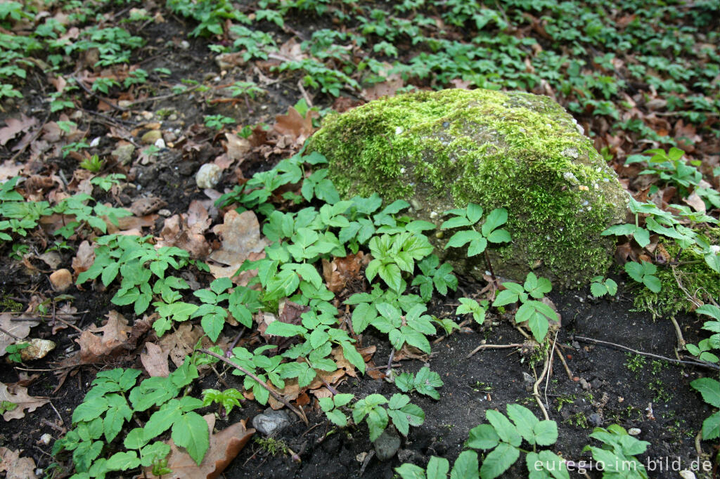 Giersch im Frühling, entlang dem Geuchter Weg bei Herzogenrath