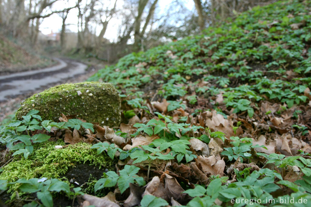 Detailansicht von Giersch im Frühling, entlang dem Geuchter Weg bei Herzogenrath