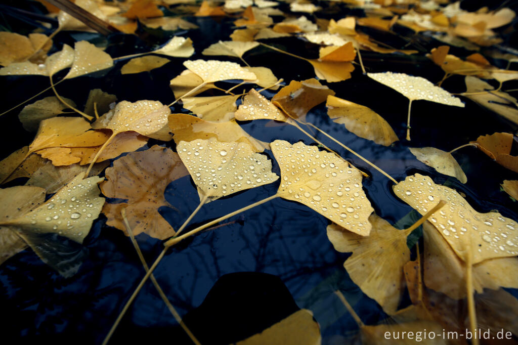 Detailansicht von Ginkgoblätter im Wasser