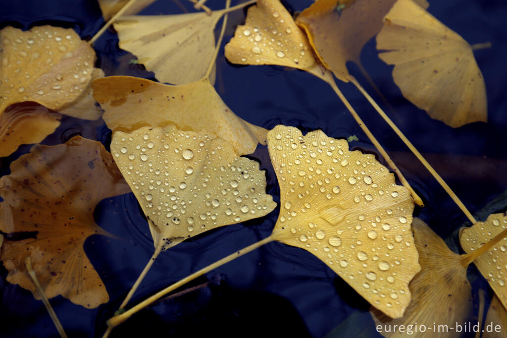 Detailansicht von Ginkgoblätter im Wasser