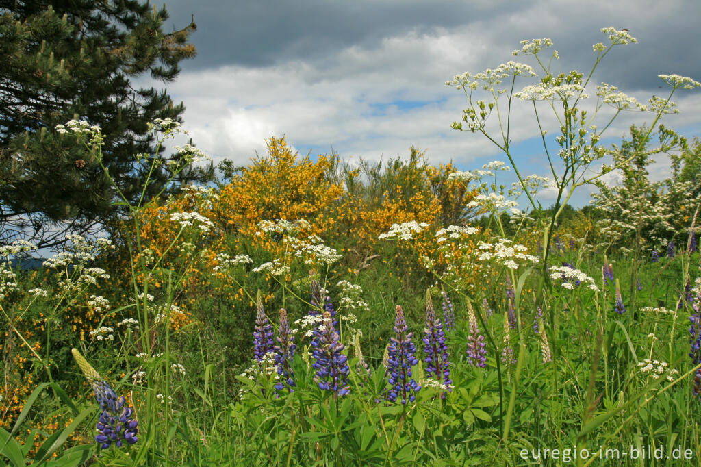 Detailansicht von Ginster, Lupine und Wiesenkerbel am Straßenrand, Eifel