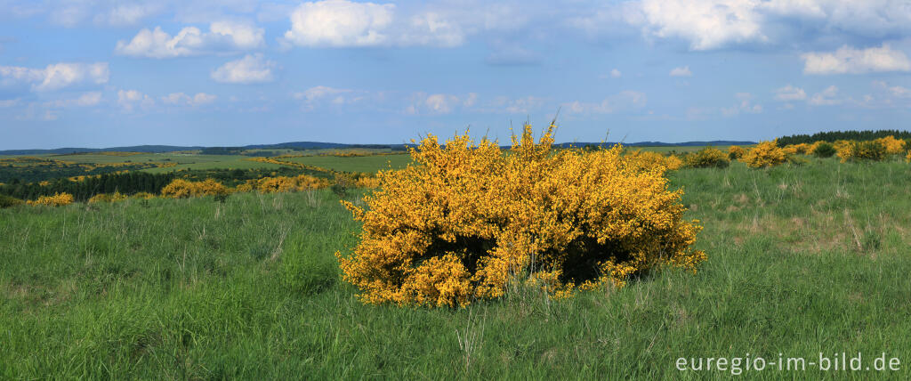 Detailansicht von Ginsterblüte auf der Dreiborner Hochfläche