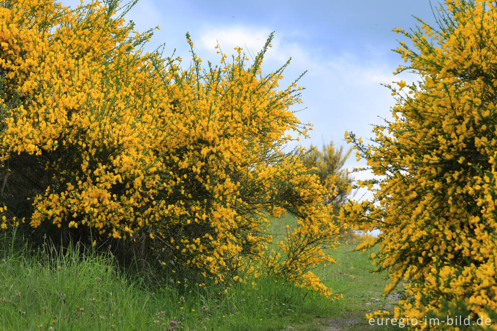 Detailansicht von Ginsterblüte auf der Dreiborner Hochfläche