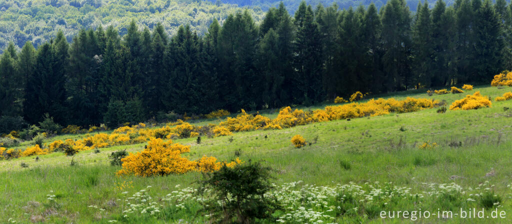 Detailansicht von Ginsterblüte auf der Dreiborner Hochfläche