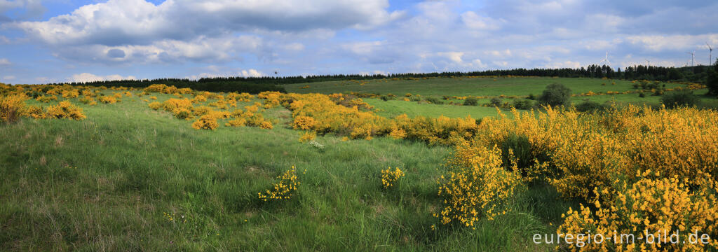 Ginsterblüte auf der Dreiborner Hochfläche