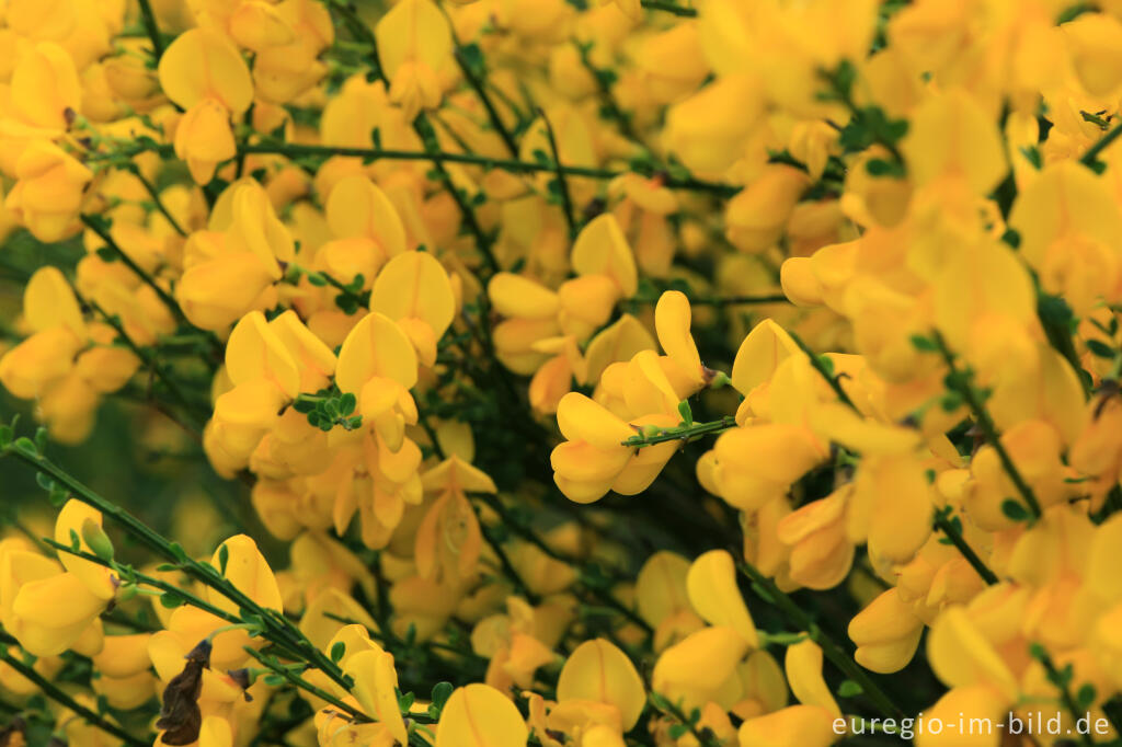 Detailansicht von Ginsterblüte auf der Dreiborner Hochfläche