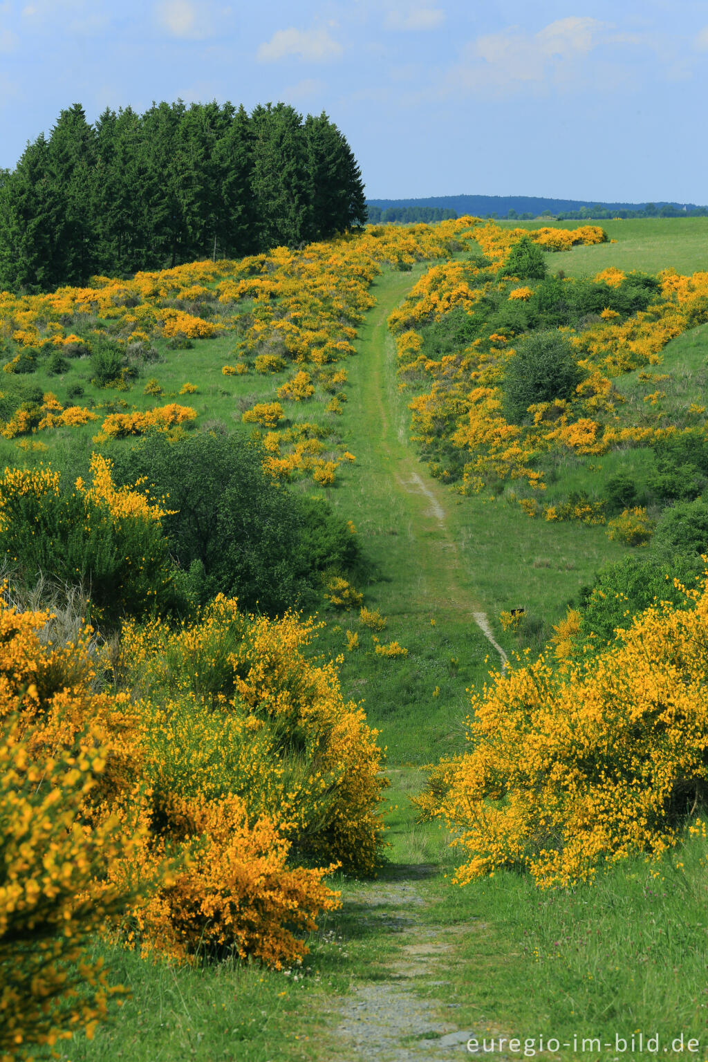 Detailansicht von Ginsterblüte auf der Dreiborner Hochfläche