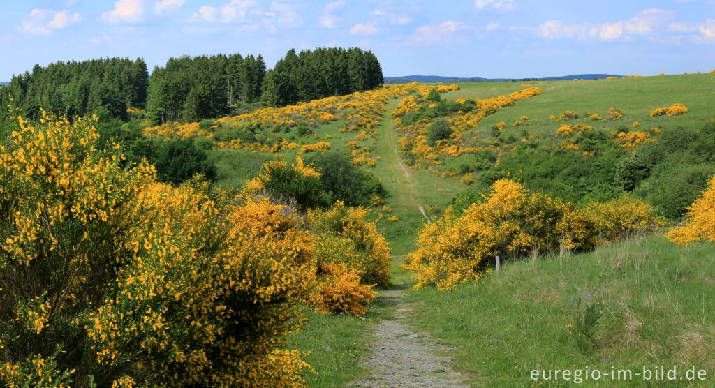 Ginsterblüte auf der Dreiborner Hochfläche