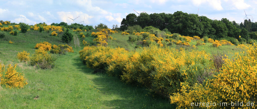 Detailansicht von Ginsterblüte auf der Dreiborner Hochfläche