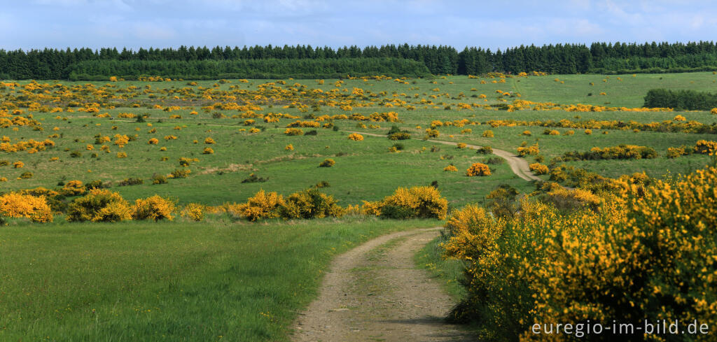 Detailansicht von Ginsterblüte auf der Dreiborner Hochfläche