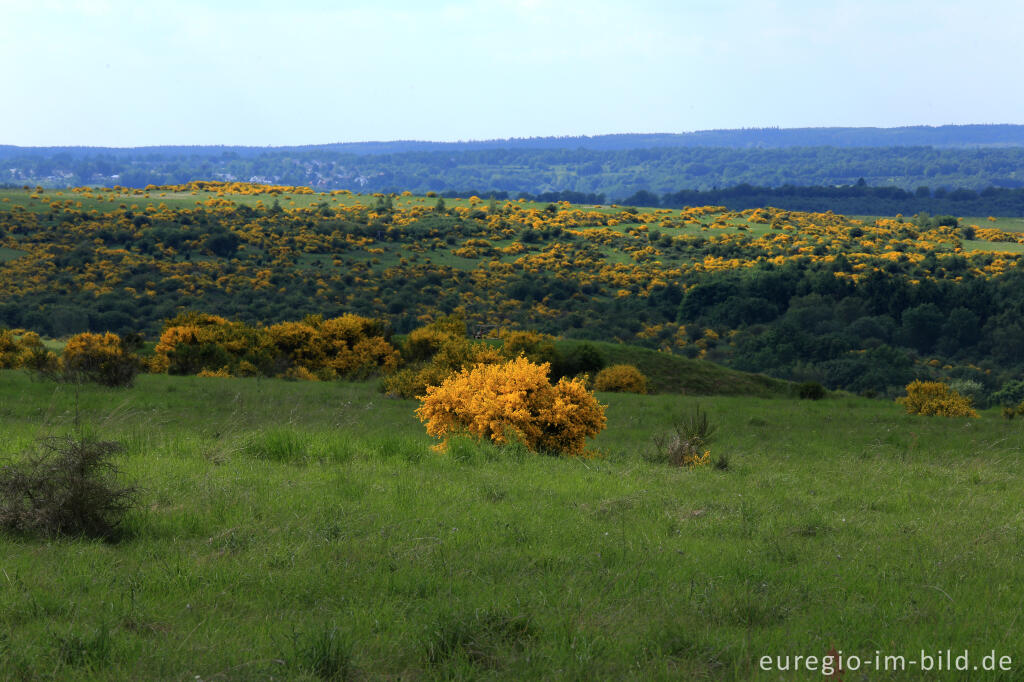 Detailansicht von Ginsterblüte auf der Dreiborner Hochfläche