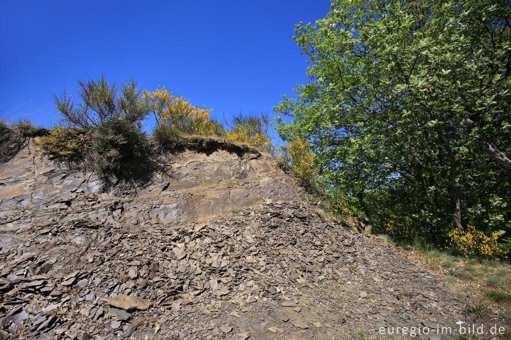 Ginsterheiden im Irsental bei Daleiden