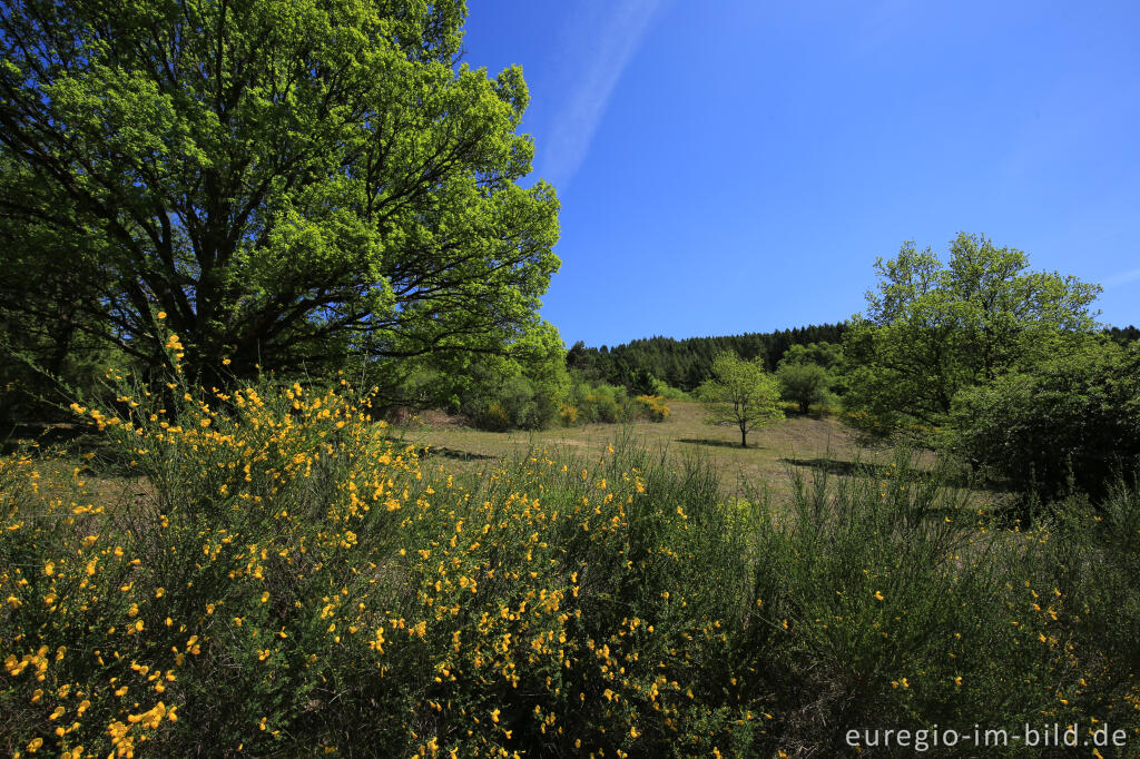 Ginsterheiden im Irsental bei Daleiden