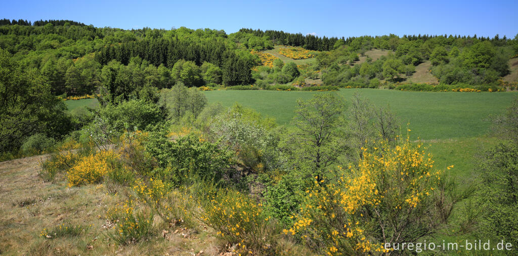 Ginsterheiden im Irsental bei Daleiden