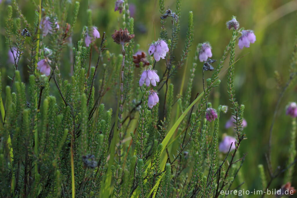 Glocken-Heide (Erica tetralix) auf dem Struffelt