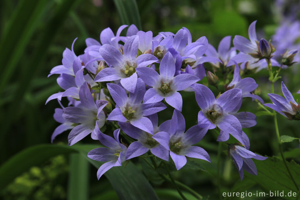 Detailansicht von Glockenblume