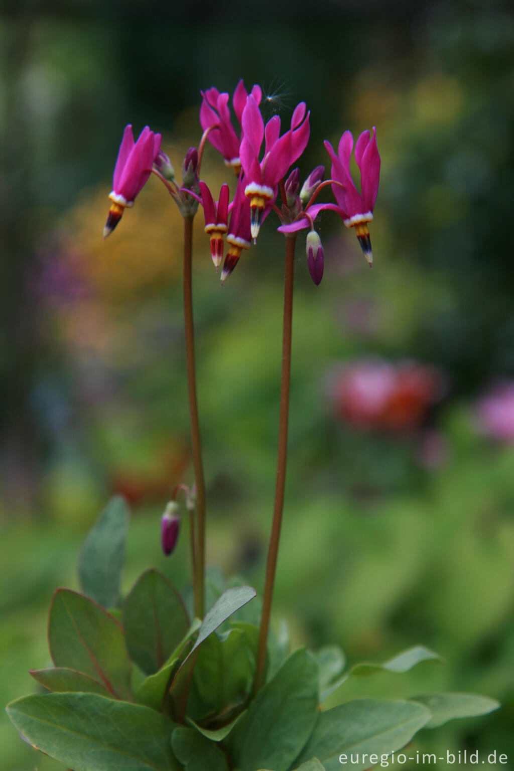 Detailansicht von Götterblume, Dodecatheon