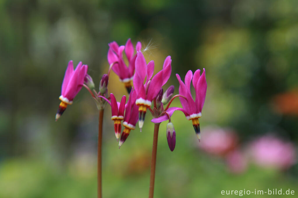 Detailansicht von Götterblume, Dodecatheon