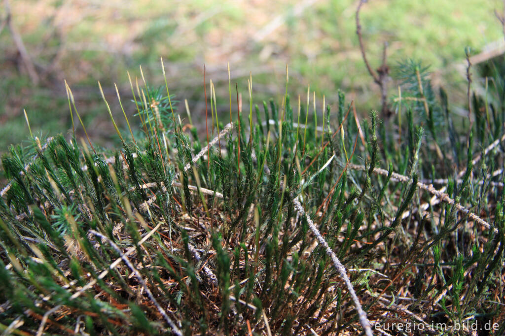 Detailansicht von Goldene Frauenhaarmoos (Polytrichum commune) bei Trockenheit