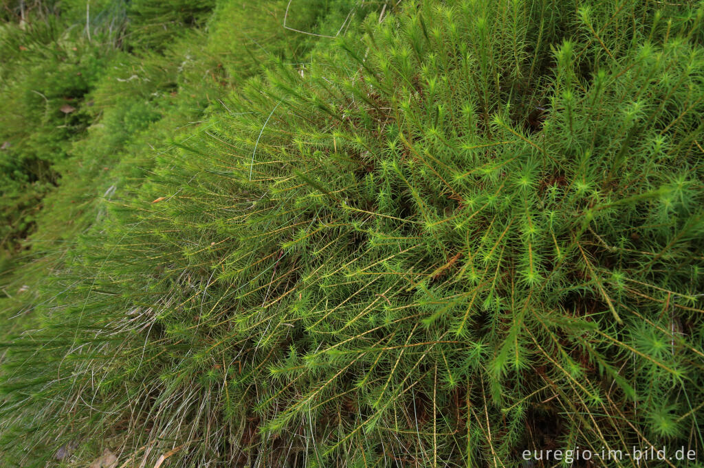 Detailansicht von Goldenes Frauenhaarmoos (Polytrichum commune),  Perlenbachtal bei Monschau-Höfen