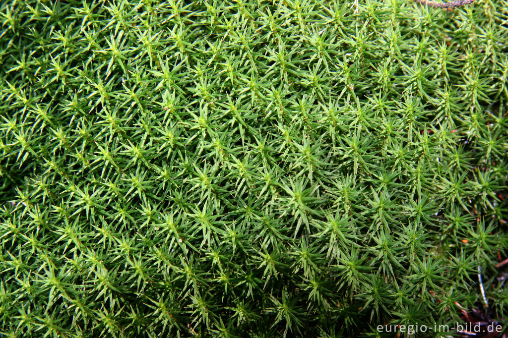 Detailansicht von Goldenes Frauenhaarmoos, Polytrichum commune