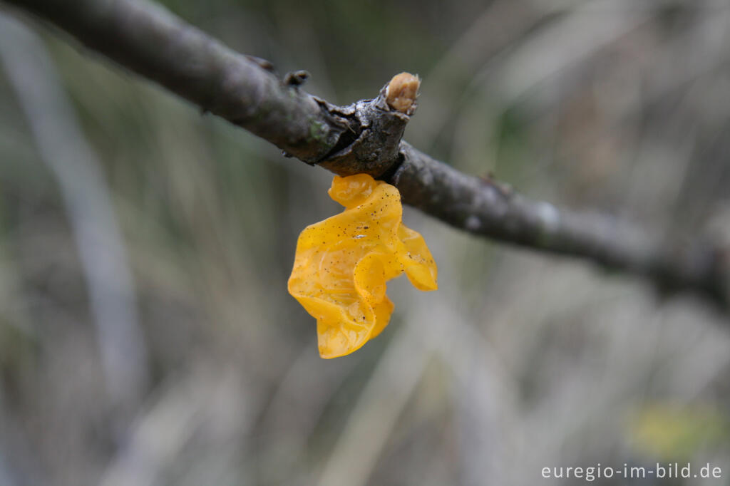 Goldgelber Zitterling, Tremella mesenterica