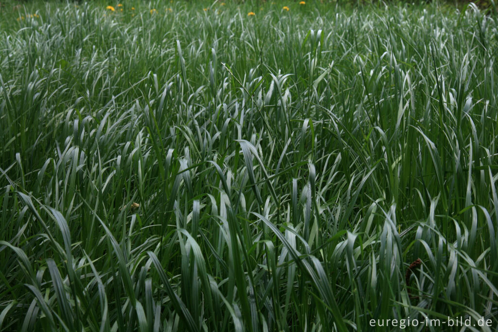 Detailansicht von Gras