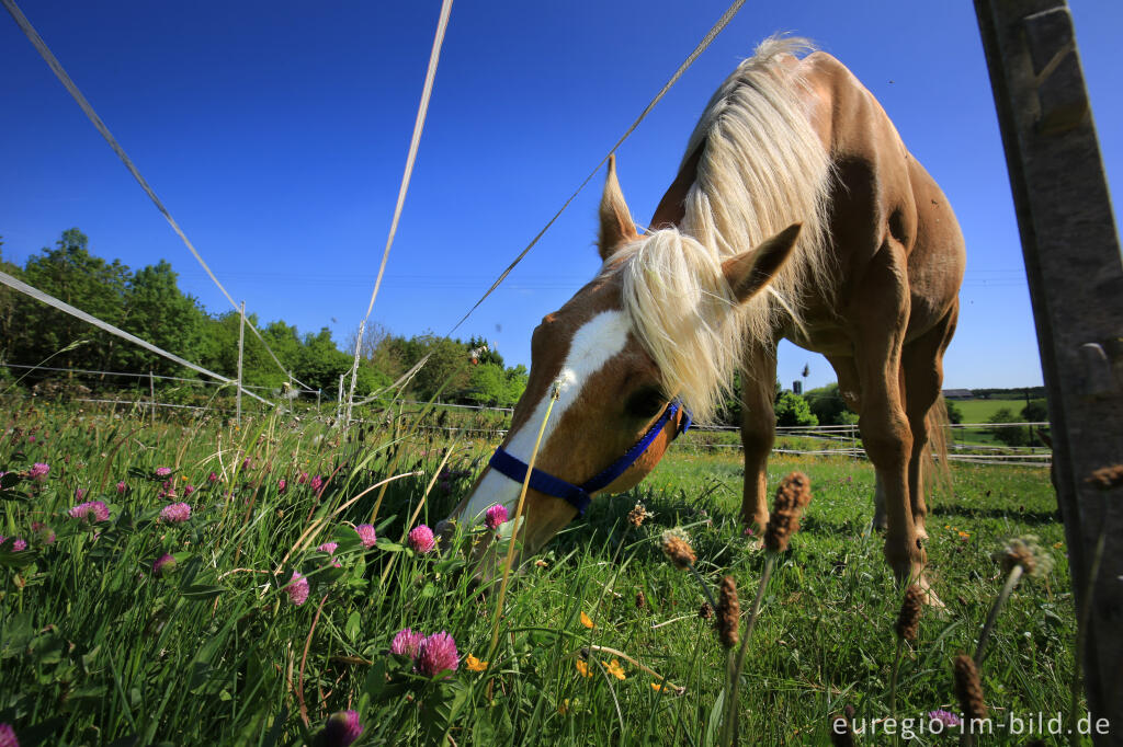 Detailansicht von Grasendes Pferd