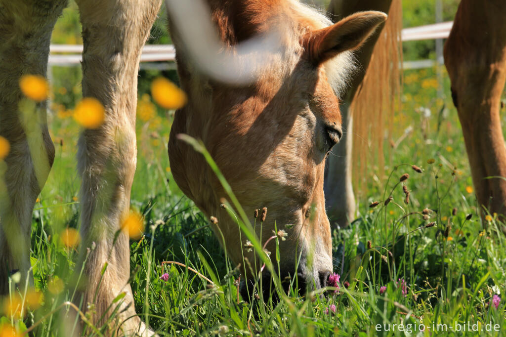 Detailansicht von Grasendes Pferd