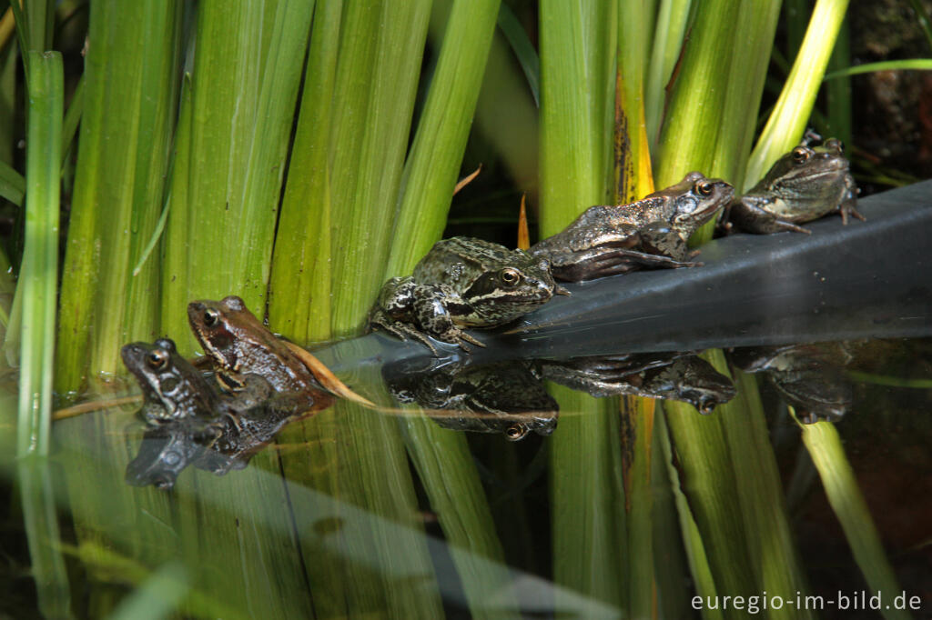 Detailansicht von Grasfrösche, Rana temporaria, in einem Gartenteich