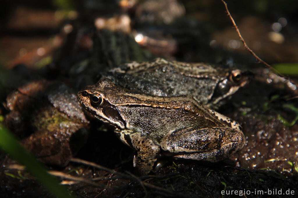 Detailansicht von Grasfrösche, Rana temporaria, in einem Gartenteich