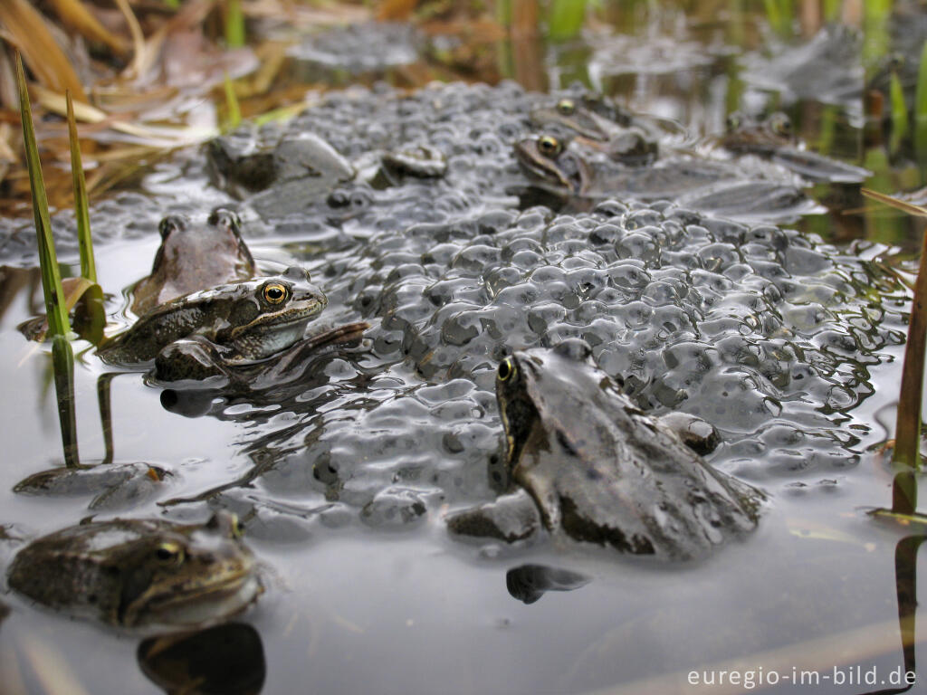 Detailansicht von Grasfrösche, Rana temporaria, mit Froschlaich