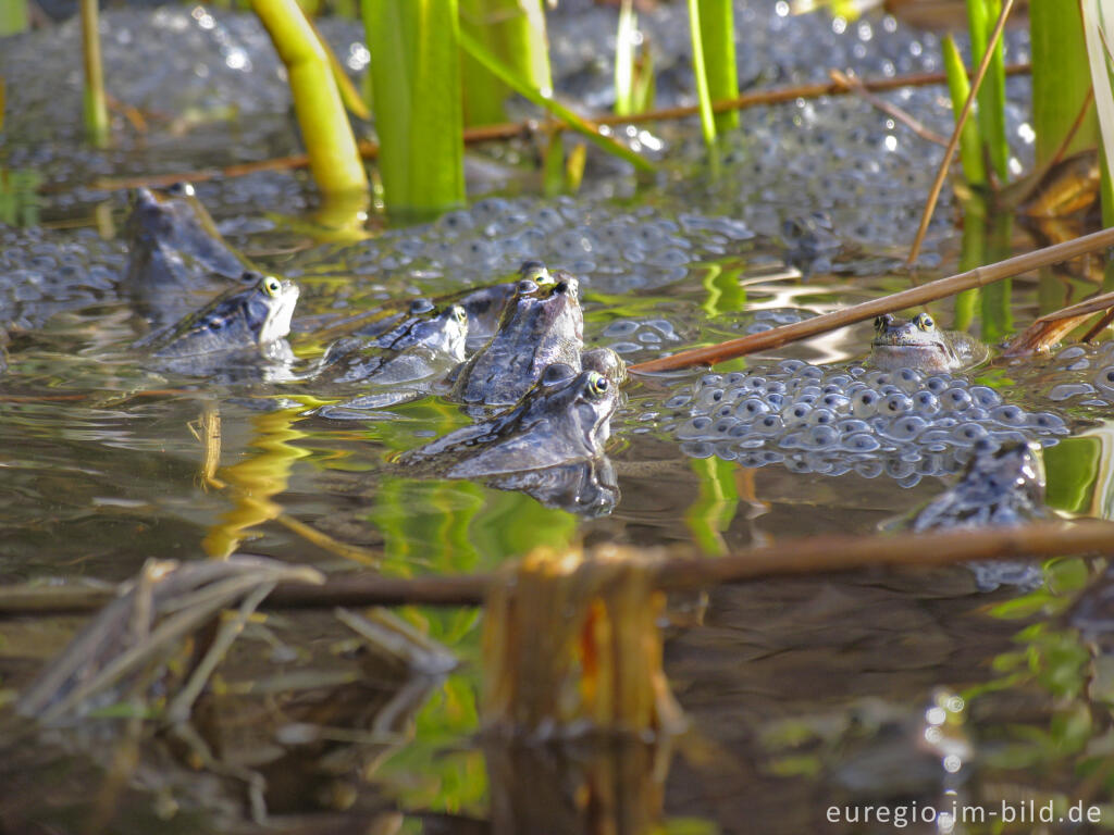 Detailansicht von Grasfrösche, Rana temporaria, mit Froschlaich