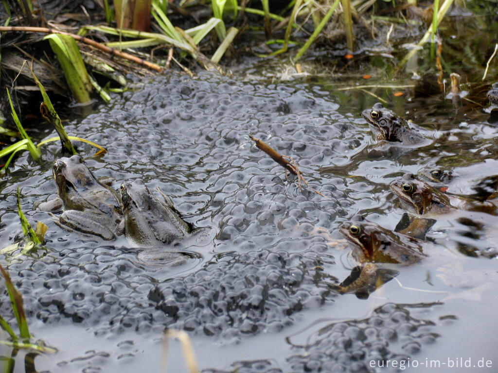 Detailansicht von Grasfrösche, Rana temporaria, mit Froschlaich