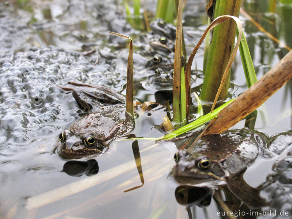 Detailansicht von Grasfrösche, Rana temporaria, mit Froschlaich