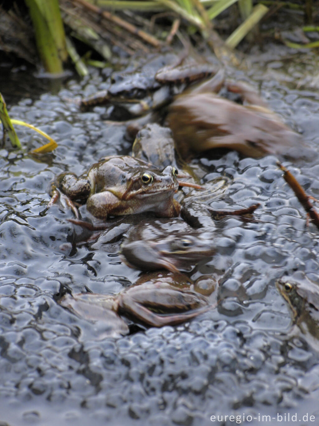 Detailansicht von Grasfrösche, Rana temporaria, mit Froschlaich