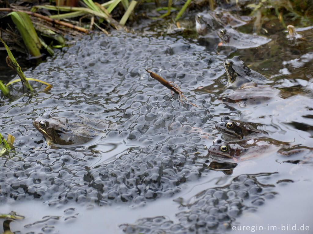 Detailansicht von Grasfrösche, Rana temporaria, mit Froschlaich