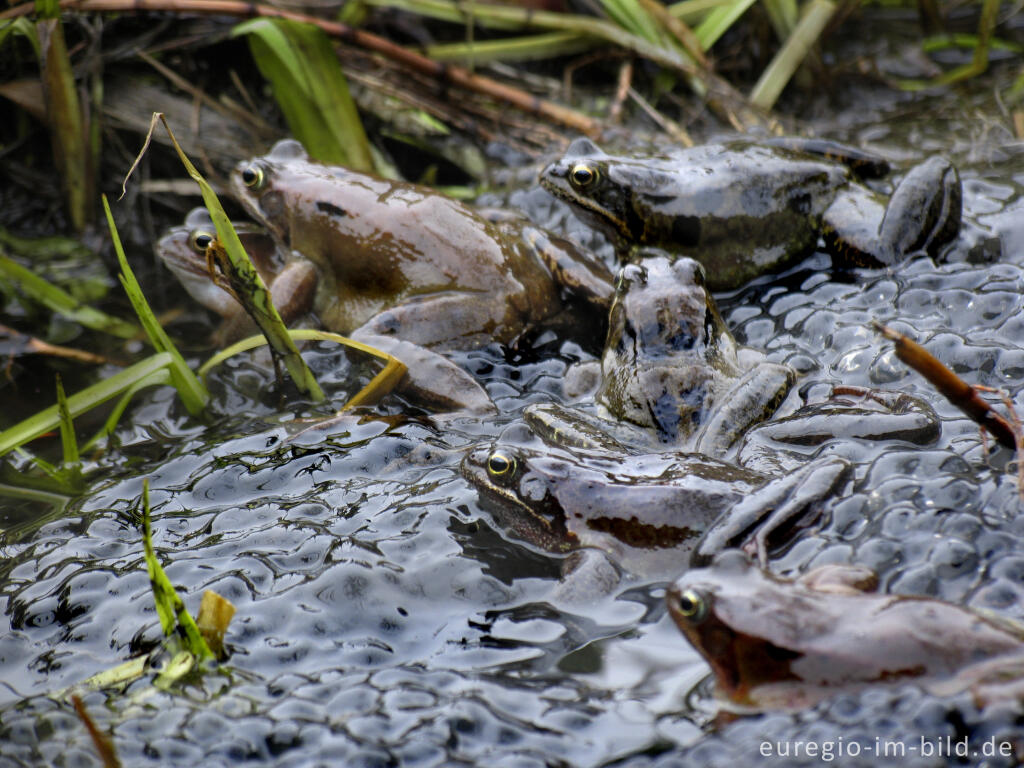 Detailansicht von Grasfrösche, Rana temporaria, mit Froschlaich