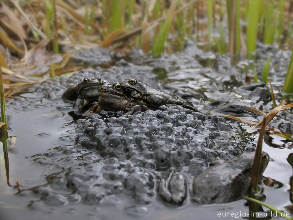 Detailansicht von Grasfrösche, Rana temporaria, mit Froschlaich