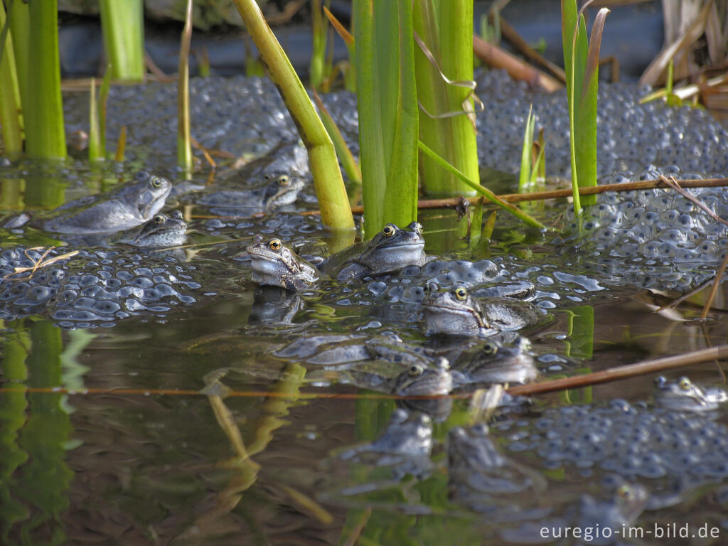 Detailansicht von Grasfrösche, Rana temporaria, mit Froschlaich