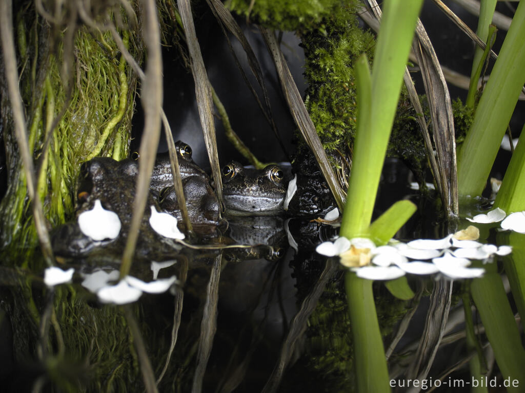 Detailansicht von Grasfrösche, Rana temporaria