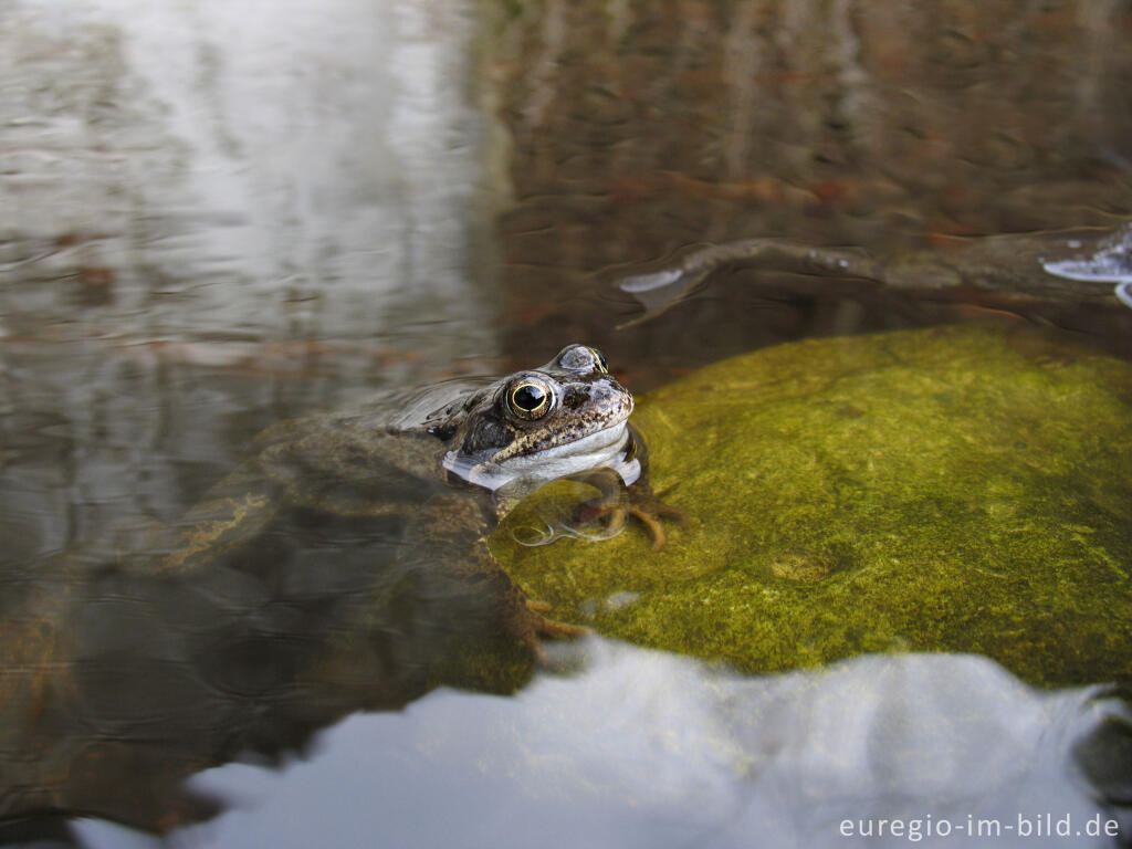 Detailansicht von Grasfrosch, Rana temporaria