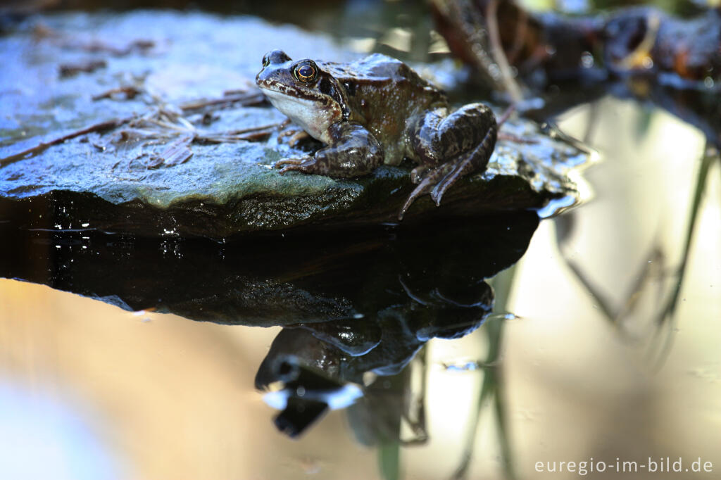 Detailansicht von Grasfrosch, Rana temporaria