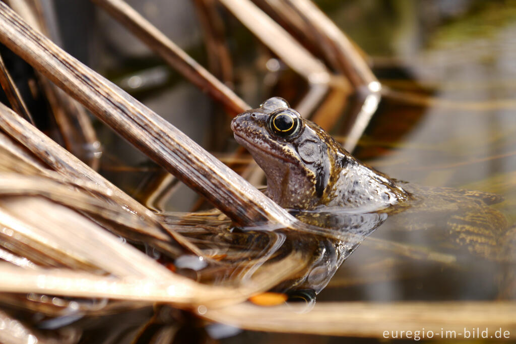 Detailansicht von Grasfrosch, Rana temporaria