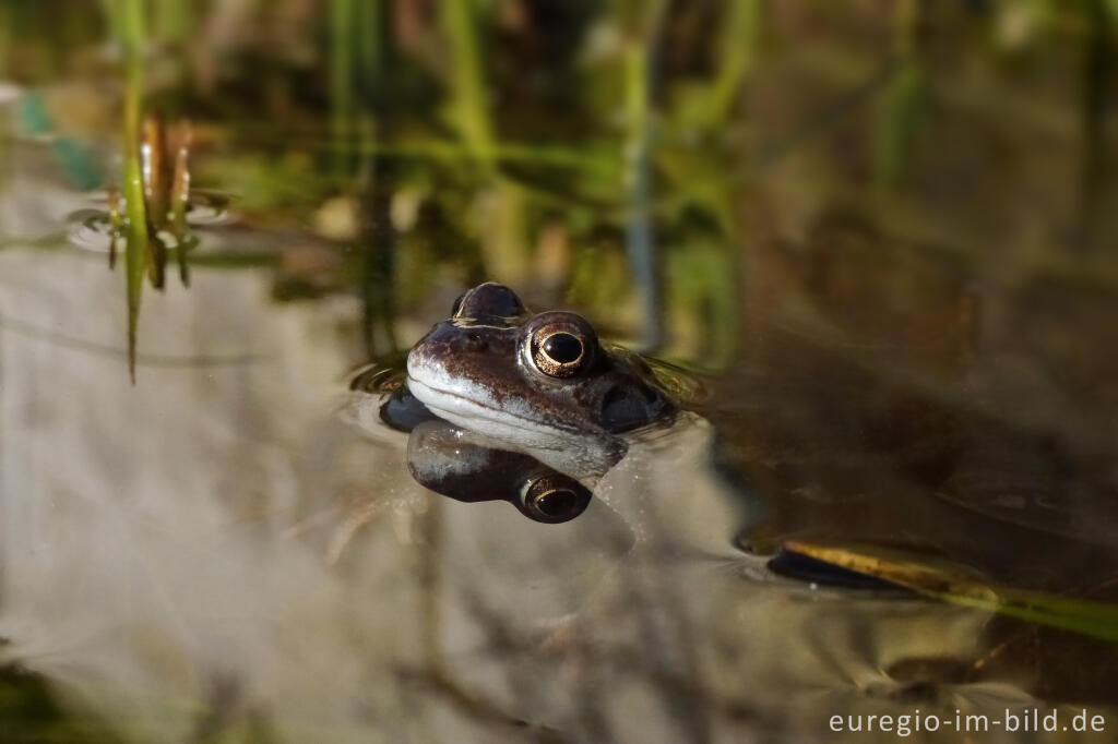 Detailansicht von Grasfrosch Rana temporaria