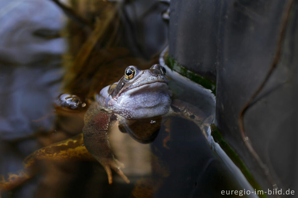 Detailansicht von Grasfrosch Rana temporaria